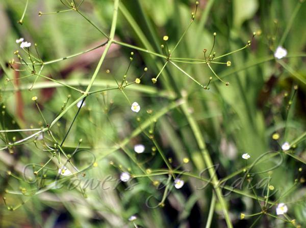 Lanceleaf Water Plantain